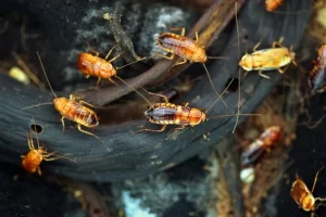 comment empêcher les cafards d’envahir sa maison