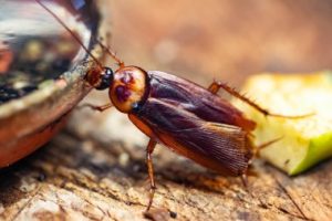 pourquoi les cafards sortent la nuit