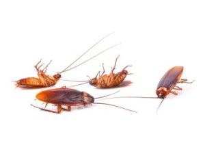 comment utiliser le sel contre les cafards