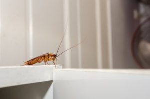 comment prévenir une invasion de cafards dans les immeubles