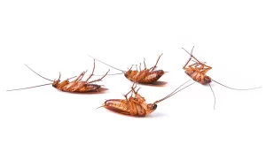 comment prévenir une invasion de cafards après un déménagement